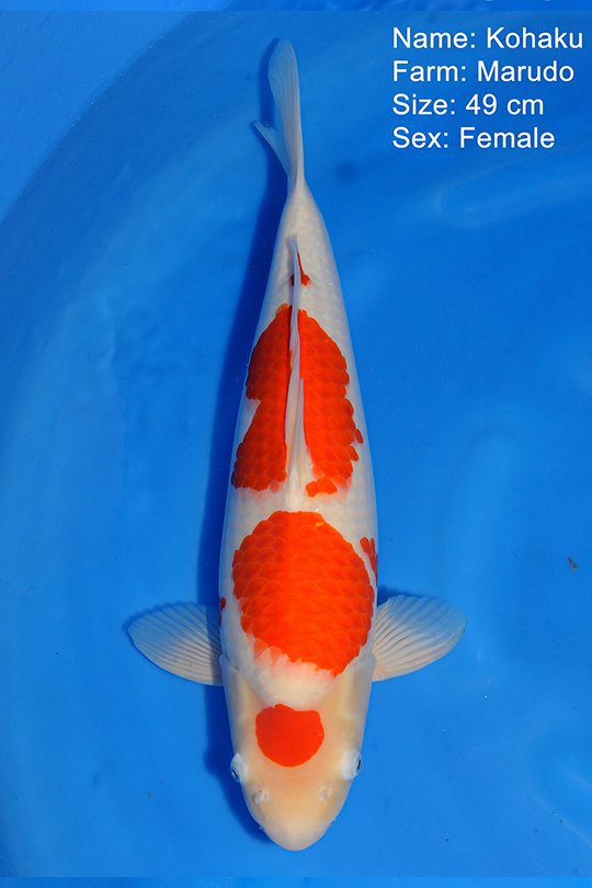 Kohaku Marudo