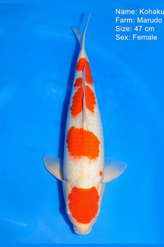 Kohaku Marudo